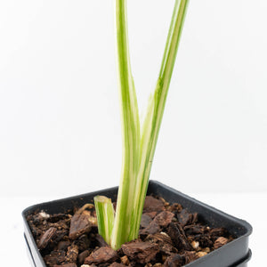 Monstera Deliciosa 'Creme Brûlée' (wk34-L38)
