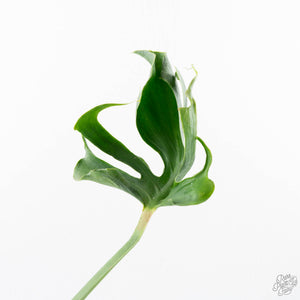 Monstera Deliciosa 'Unniiae' (wk21-UG)
