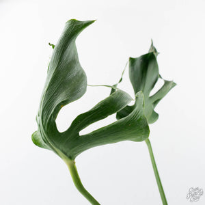 Monstera Deliciosa 'Unniiae' (wk21-UG)