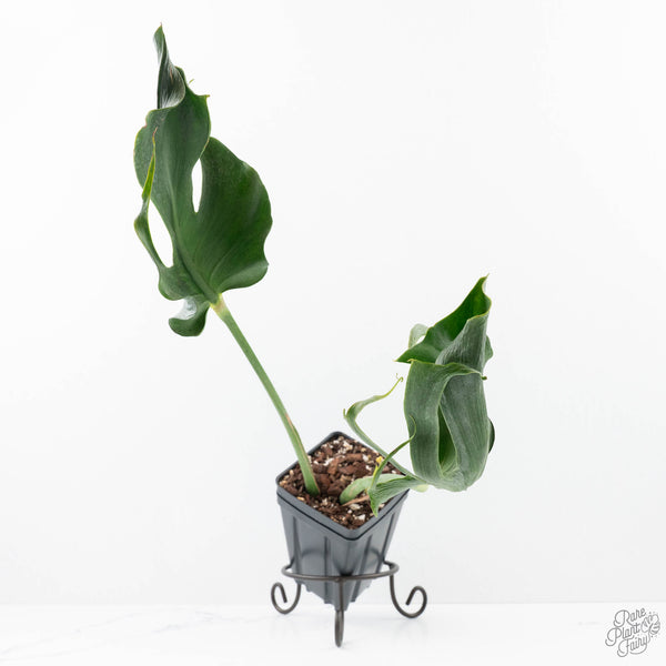 Monstera Deliciosa 'Unniiae' (wk21-UG) – Rare Plant Fairy