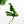 Monstera Deliciosa 'Unniiae' (wk35-U117)