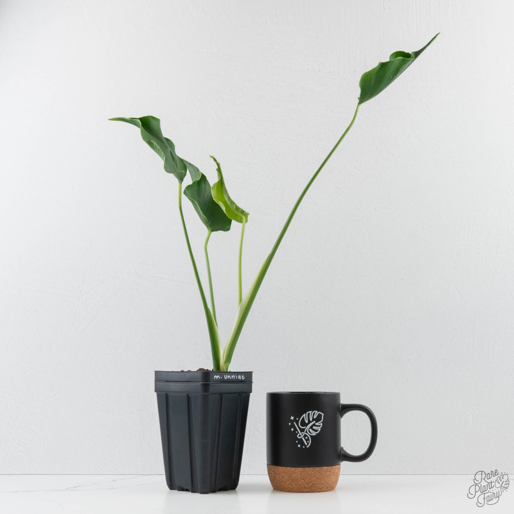 Monstera Unniiae モンステラ　デリシオーサ ウンニアエ Monstera Deliciosa 'Unniiae' (wk40-U6) – Rare Plant Fairy