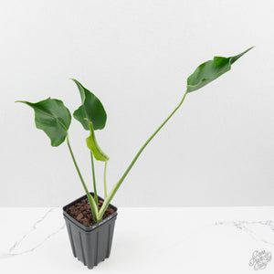 Monstera Deliciosa 'Unniiae' (wk40-U6)