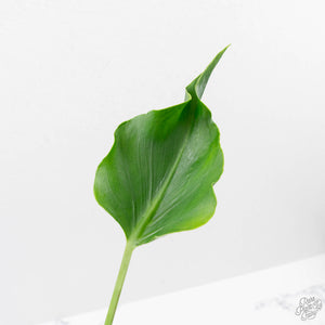 Monstera Deliciosa 'Unniiae' (wk40-U6)