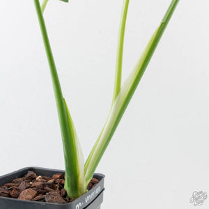 Monstera Deliciosa 'Unniiae' (wk40-U6)