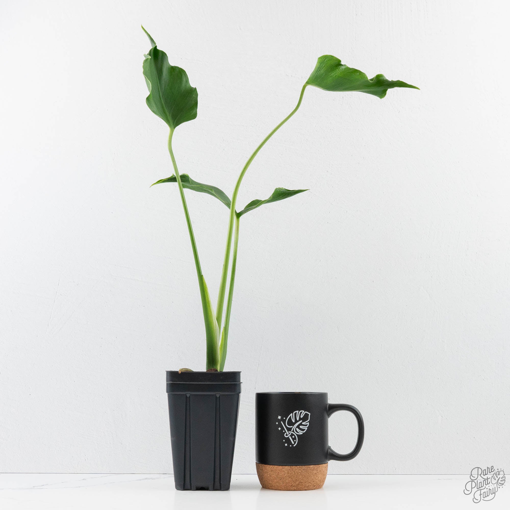 Monstera Deliciosa 'Unniiae' (wk40-U7) – Rare Plant Fairy
