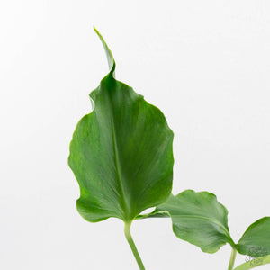 Monstera Deliciosa 'Unniiae' (wk40-U7)