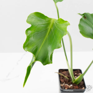 Monstera Deliciosa 'Unniiae' (wk40-U7)