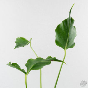 Monstera Deliciosa 'Unniiae' (wk40-U7)