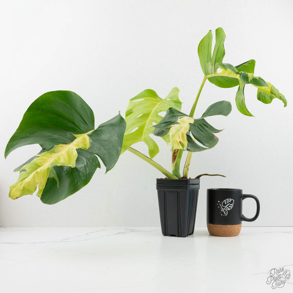 grande monstera deliciosa Monstera Deliciosa 'White Lava' (wk18-UT)