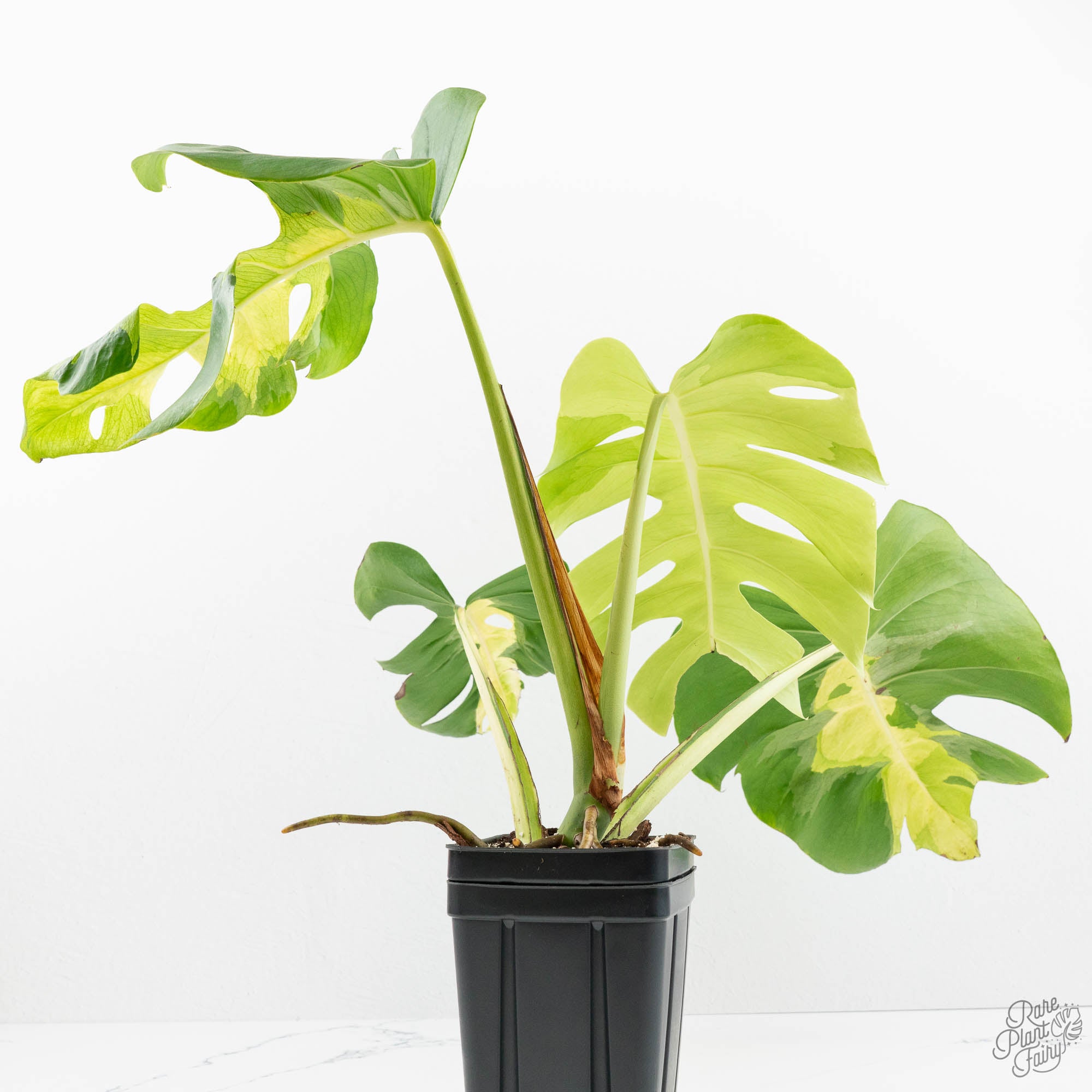 monstera plant with white Monstera Deliciosa 'White Lava' (wk18-UT)