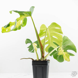 Monstera Deliciosa 'White Lava' (wk18-UT)