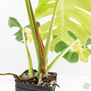 Monstera Deliciosa 'White Lava' (wk18-UT)
