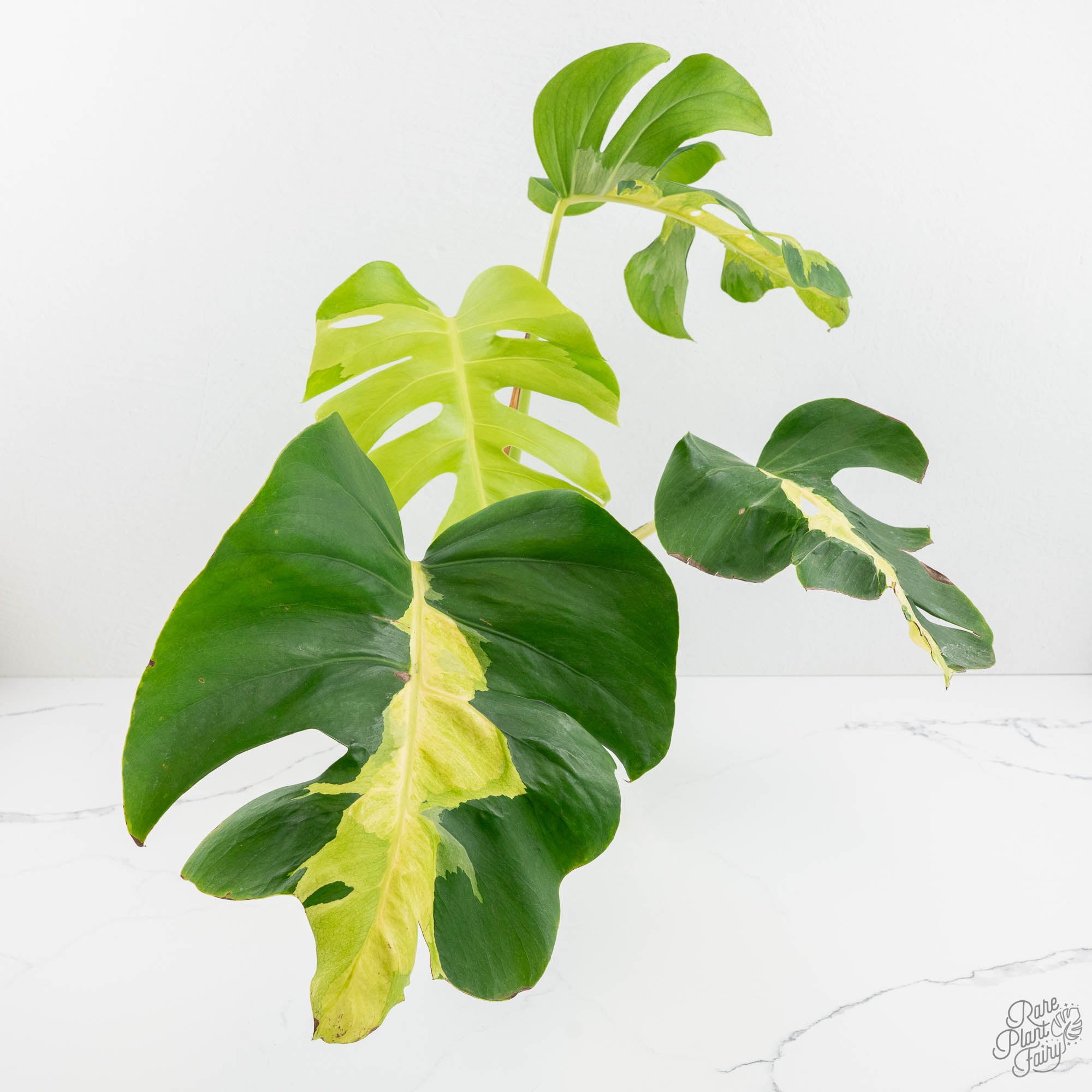 monstera white plant Monstera Deliciosa 'White Lava' (wk18-UT)
