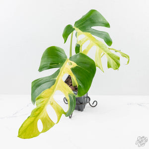 Monstera Deliciosa 'White Lava' (wk26-UB)