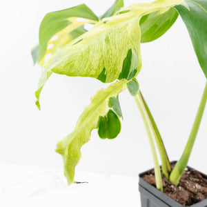 Monstera Deliciosa 'White Lava' (wk26-UB)