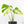 Monstera Deliciosa 'White Lava' (wk26-UB)