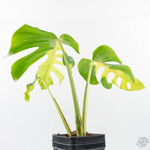 Monstera Deliciosa 'White Lava' (wk26-UB)