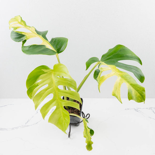 deliciosa White Lava モンステラ　ホワイトラバ 超絶希少 Monstera Deliciosa 'White Lava' (wk34-U33) – Rare Plant Fairy