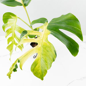 Monstera Deliciosa 'White Lava' (wk34-U33)