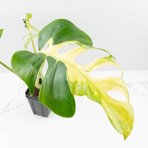 Monstera Deliciosa 'White Lava' (wk34-U33)