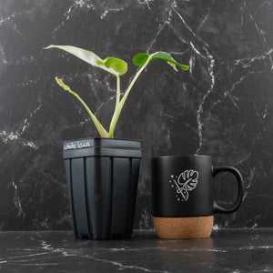 Monstera Deliciosa 'White Lava' (wk40-U158)
