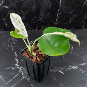 Monstera Deliciosa 'White Lava' (wk40-U158)