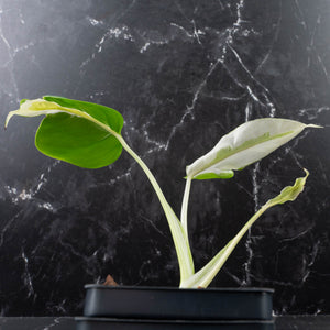 Monstera Deliciosa 'White Lava' (wk40-U158)