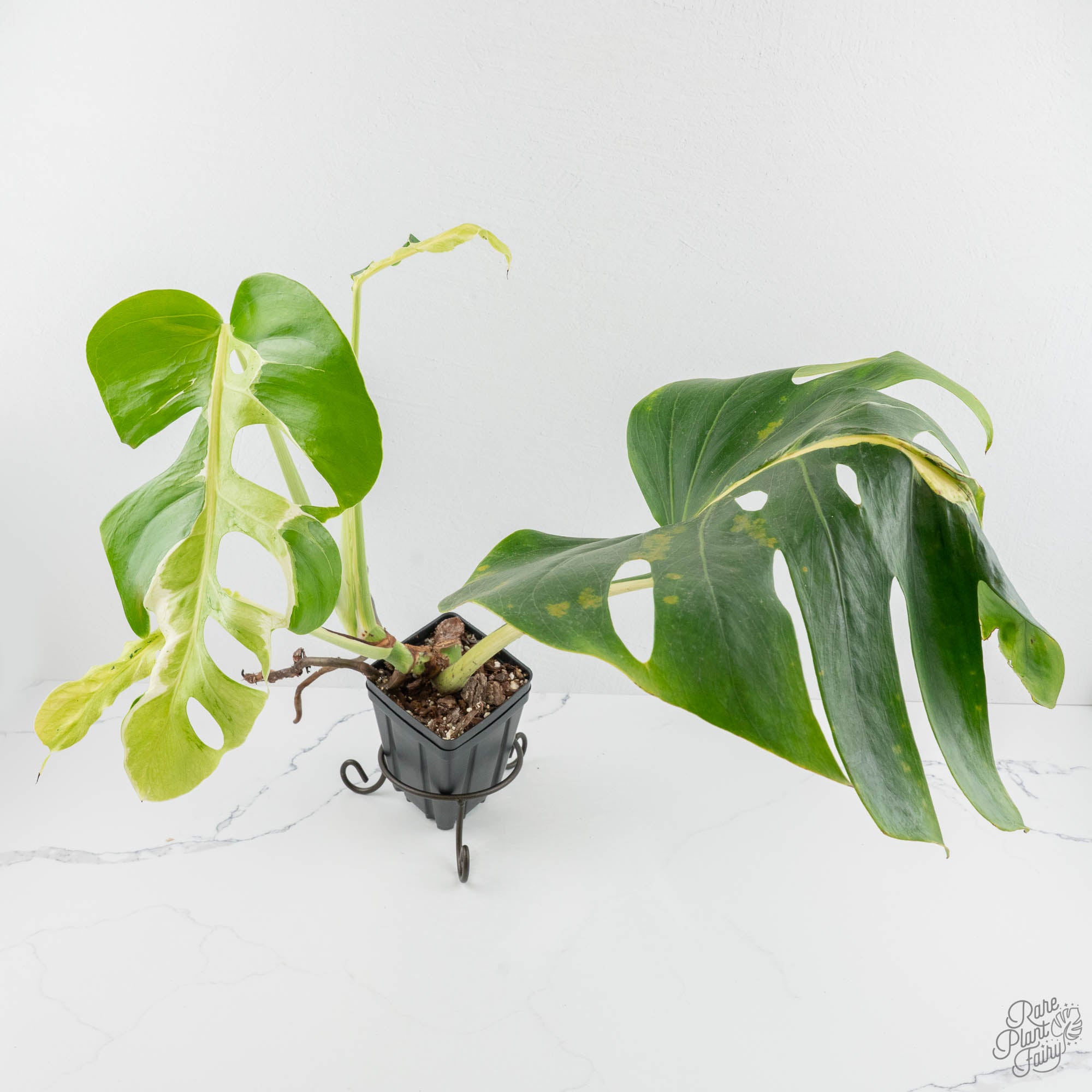Monstera Deliciosa 'White Lava' (wk14-UL) – Rare Plant Fairy