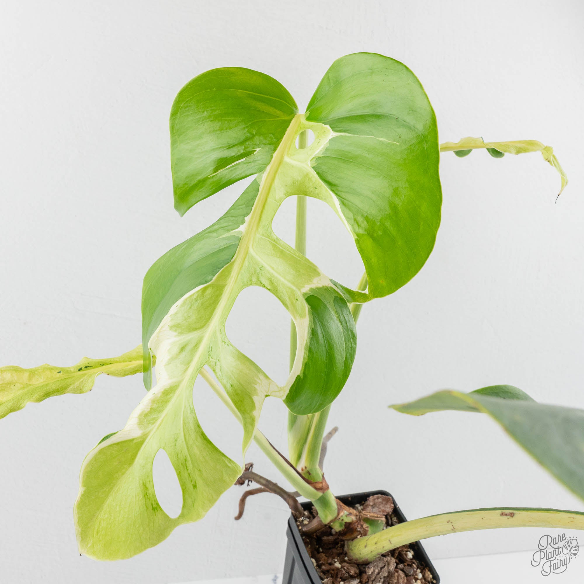 Monstera Deliciosa 'White Lava' (wk14-UL) – Rare Plant Fairy