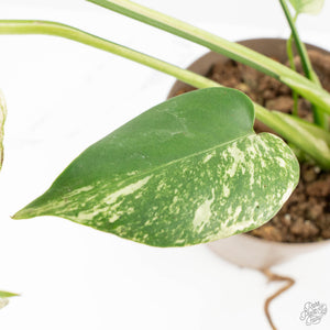 Monstera Deliciosa 'White Monster' (wk27-E)