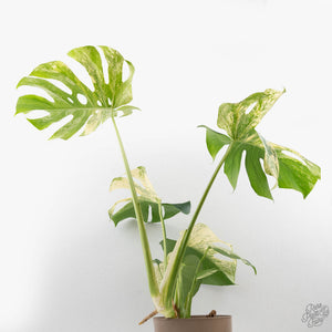 Monstera Deliciosa 'White Monster' (wk27-E)