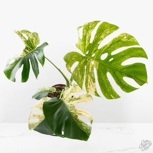 Monstera Deliciosa 'White Monster' (wk27-E)
