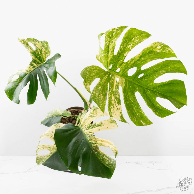Monstera Deliciosa 'White Monster' (wk27-E)