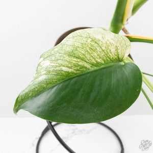 Monstera Deliciosa 'White Monster' (wk27-E)