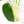 Monstera Deliciosa 'White Monster' (wk27-E)