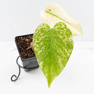Monstera Deliciosa 'White Monster' by Kunzo (U41)