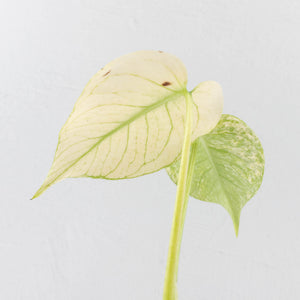 Monstera Deliciosa 'White Monster' by Kunzo (U41)