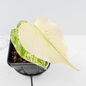 Monstera Deliciosa 'White Monster' by Kunzo (wk35-U121)