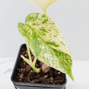 Monstera Deliciosa 'White Monster' by Kunzo (wk35-U121)