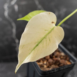 Monstera Deliciosa 'White Monster' by Kunzo (wk42-U121)