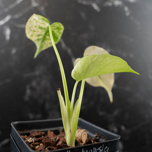 Monstera Deliciosa 'White Monster' by Kunzo (wk42-U121)