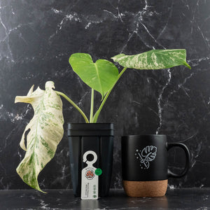 Monstera Deliciosa 'White Monster' by Kunzo (wk40-U161)