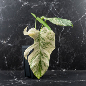 Monstera Deliciosa 'White Monster' by Kunzo (wk40-U161)