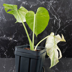 Monstera Deliciosa 'White Monster' by Kunzo (wk40-U161)