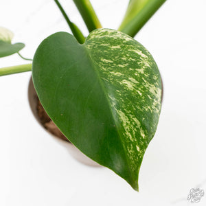 Monstera Deliciosa 'White Monster' (wk24-UK) *Half Moon*