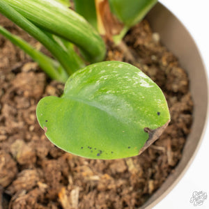 Monstera Deliciosa 'White Monster' (wk24-UK) *Half Moon*