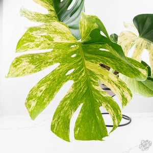 Monstera Deliciosa 'White Monster' (wk24-UK) *Half Moon*