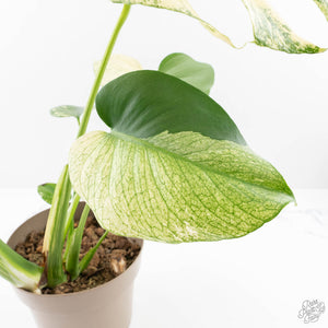 Monstera Deliciosa 'White Monster' (wk24-UK) *Half Moon*