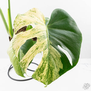 Monstera Deliciosa 'White Monster' (wk24-UK) *Half Moon*
